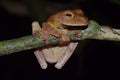 The frog of Sabah, Borneo.